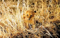 Lion cub, Maasai Mara safari, Kenya, Africa