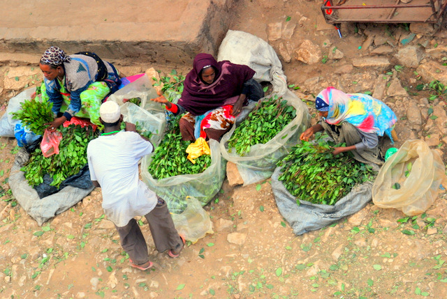 The Chat Chewers Of Harar Day 323 Roderick Phillips