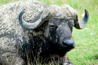 Cape Buffalo, Lake Nakuru National Park, Kenya, Africa