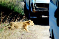 Lion cub sneaks between the tour buses, Masai Mara National Reserve, Kenya, Africa