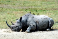 Black rhino, Lake Nakuru National Park, Kenya, Africa