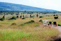 Giraffe keep a weather eye on an approaching family of lions, Masai Mara National Reserve, Kenya, Africa