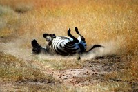 Zebra enjoying a dust bath, Masai Mara National Reserve, Kenya, Africa