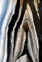 Zebra Rocks, Kilimanjaro National Park, Tanzania, Africa