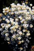 Everlastings, alpine desert zone, Kilimanjaro National Park, Tanzania, Africa