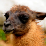A real Ecuadorian llama