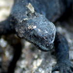 Marine iguana, Puerto Ayora, Santa Cruz Island, Galapagos Islands