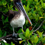 Brown pelican, Puerto Ayora, Santa Cruz Island, Galapagos Islands