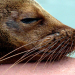 Sea lion, Puerto Ayora, Santa Cruz Island, Galapagos Islands