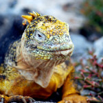 Land Iguana, South Plaza Island, Galapagos Islands, Ecuador