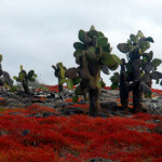 South Plaza Island vegetation, Galapagos Islands, Ecuador