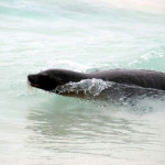 Surfing sea lion, Española island, Galapagos Islands, Ecuador