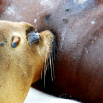 Sea lion pup suckling, Española Island, Galápagos Islands, Ecuador