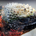 Colorful marine iguana, Española island, Galapagos Islands, Ecuador