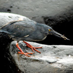 Striated heron eating a sally lightfoot crab, Española island, Galapagos Islands, Ecuador