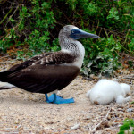 Blue-footed booby and chick, Española island, Galapagos Islands, Ecuador