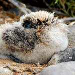 Waved albatross chick, Española island, Galapagos Islands, Ecuador