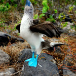Blue-footed booby mating display, Española island, Galapagos Islands, Ecuador