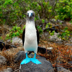 The curiously endearing blue-footed booby, Española island, Galapagos Islands, Ecuador