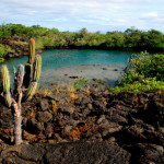 Salt-water lagoon, Isabela Island, Galapagos Islands, Ecuador