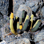 Lava cactus, Isabela Island, Galapagos Islands, Ecuador