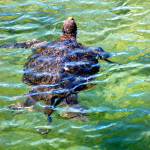 Green pacific sea turtle, Isabela Island, Galapagos Islands, Ecuador