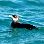 Galapagos penguin, Isabela Island, Galapagos Islands, Ecuador