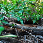 Sea lion basking on the branches of a mangrove tree, Isabela Island, Galapagos Islands, Ecuador
