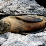 Sea lion dozing on the rocks, South Plaza Island, Galapagos Islands, Ecuador