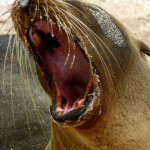 Feisty sea lion, Floreana Island, Galapagos Islands, Ecuador