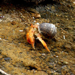 Hermit crab out for a morning stroll, Floreana Island, Galapagos Islands, Ecuador