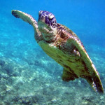 Underwater pacific green Sea Turtle, Galápagos Islands, Ecuador
