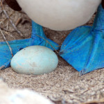 Blue-footed booby with egg, Española island, Galapagos Islands, Ecuador
