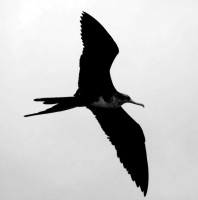 Frigate bird, Puerto Ayora, Santa Cruz Island, Galapagos Islands