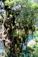 It's alive! Cloud forest, Inca trail, Peru