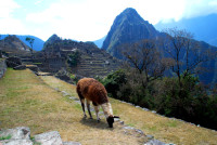 Classic llama pose, Machu Picchu