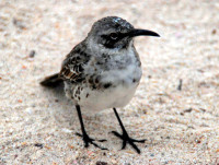 Galapagos mocking bird, Floreana Island, Galapagos Islands, Ecuador