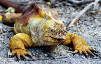 Land iguana stalks its prey (not helped by the tourists), Isabela Island, Galapagos Island, Ecuador Land iguana stalks its prey (not helped by the tourists), Isabela Island, Galapagos Island, Ecuador