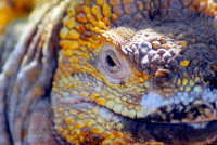 Land iguana poses for the camera, Isabela Island, Galapagos Island, Ecuador Land iguana poses for the camera, Isabela Island, Galapagos Island, Ecuador