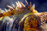 Spines of the iguana (land), Isabela Island, Galapagos Island, Ecuador Spines of the iguana (land), Isabela Island, Galapagos Island, Ecuador