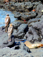 Two Galapagos hawks keep a wary eye on a nearby sea lion, Fernandina Island, Galápagos Islands, Ecuador Two Galapagos hawks keep a wary eye on a nearby sea lion, Fernandina Island, Galápagos Islands, Ecuador