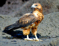 Galapagos hawk looking for a meal, Fernandina Island, Galápagos Islands, Ecuador Galapagos hawk looking for a meal, Fernandina Island, Galápagos Islands, Ecuador