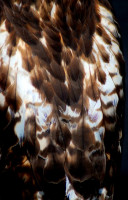 Feathers of the Galapagos hawk, Fernandina Island, Galápagos Islands, Ecuador Feathers of the Galapagos hawk, Fernandina Island, Galápagos Islands, Ecuador