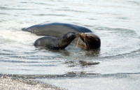 Mother and baby sea lion kissing, Santiago Island, Galapagos Islands, Ecuador