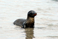 Baby sea lion, Santiago Island, Galapagos Islands, Ecuador