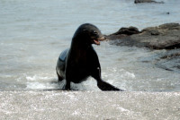 Grouchy sea lion, Santiago Island, Galapagos Islands, Ecuador
