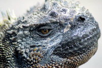 The eye of the iguana (marine), Fernadina Island, Galápagos Islands, Ecuador The eye of the iguana (marine), Fernadina Island, Galápagos Islands, Ecuador