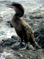 Flightless cormorant, Santiago Island, Galapagos Islands, Ecuador