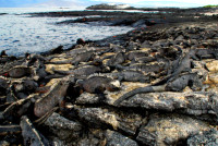 A lounge of marine iguanas, Santiago Island, Galapagos Islands, Ecuador