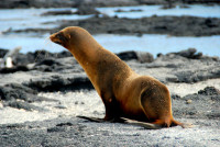 Fur seal, Santiago Island, Galapagos Islands, Ecuador